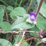 Campanula glomerata Hoja