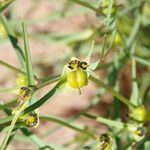 Euphorbia calyptrata 果