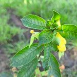 Ludwigia peruviana Hoja