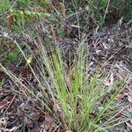 Panicum simile Habit