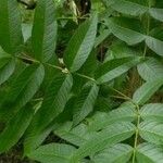 Fraxinus nigra Feuille