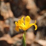 Iris juncea Fiore