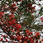 Delonix regia Flower