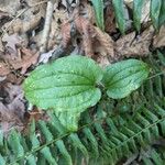 Smilax tamnoides Blatt