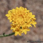 Chaenactis glabriuscula Flower