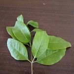 Santalum album Leaf