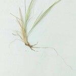 Stipa capensis Leaf