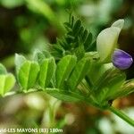 Vicia laeta 花