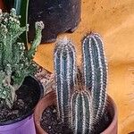 Pilosocereus pachycladus ഇല