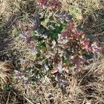 Berberis aquifolium Leaf