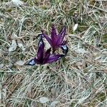 Iris reticulata Flower