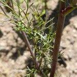 Coriandrum sativum Leaf