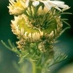 Matricaria chamomilla Virág