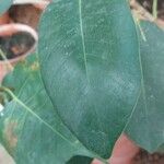 Ficus rubiginosa Blatt