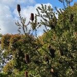 Banksia praemorsa Leaf