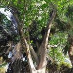 Ficus lutea Хабит