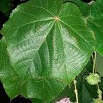 Dombeya wallichii Hoja