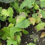 Ligularia stenocephala Hoja