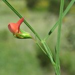 Lathyrus sphaericus Květ