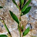 Polygonum aviculare Leaf