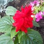 Salvia splendens অন্যান্য