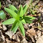 Lilium canadense Leaf