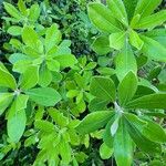 Pittosporum crassifoliumLeaf