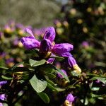 Rhododendron lapponicum Flor