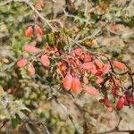 Berberis vulgaris Φρούτο