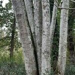 Tilia x europaea Bark