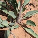 Penstemon lentus Folla