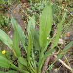 Alisma lanceolatum Leaf