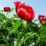 Paeonia peregrina Λουλούδι