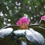 Rhododendron clementinae Flower