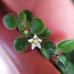 Crassula expansa Fleur