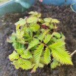 Rubus illecebrosus Лист