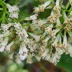 Mikania scandens Flower