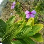 Catharanthus roseus Muu