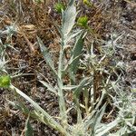 Eryngium aristulatum ᱛᱟᱦᱮᱸ