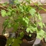 Pelargonium odoratissimum Frunză