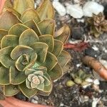 Echeveria australis Leaf