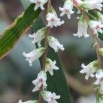 Leucopogon affinis