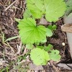 Geum macrophyllum 葉