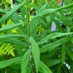 Polygonatum verticillatum 葉