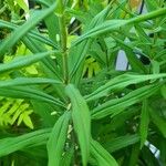 Polygonatum verticillatum ᱥᱟᱠᱟᱢ