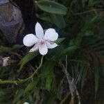 Dendrobium bigibbum Flower