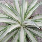 Agave demeesteriana Feuille