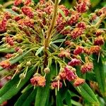 Kalmia angustifolia Blüte