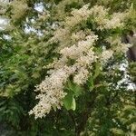 Ligustrum sinense Цвят