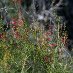 Keckiella ternata Агульны выгляд